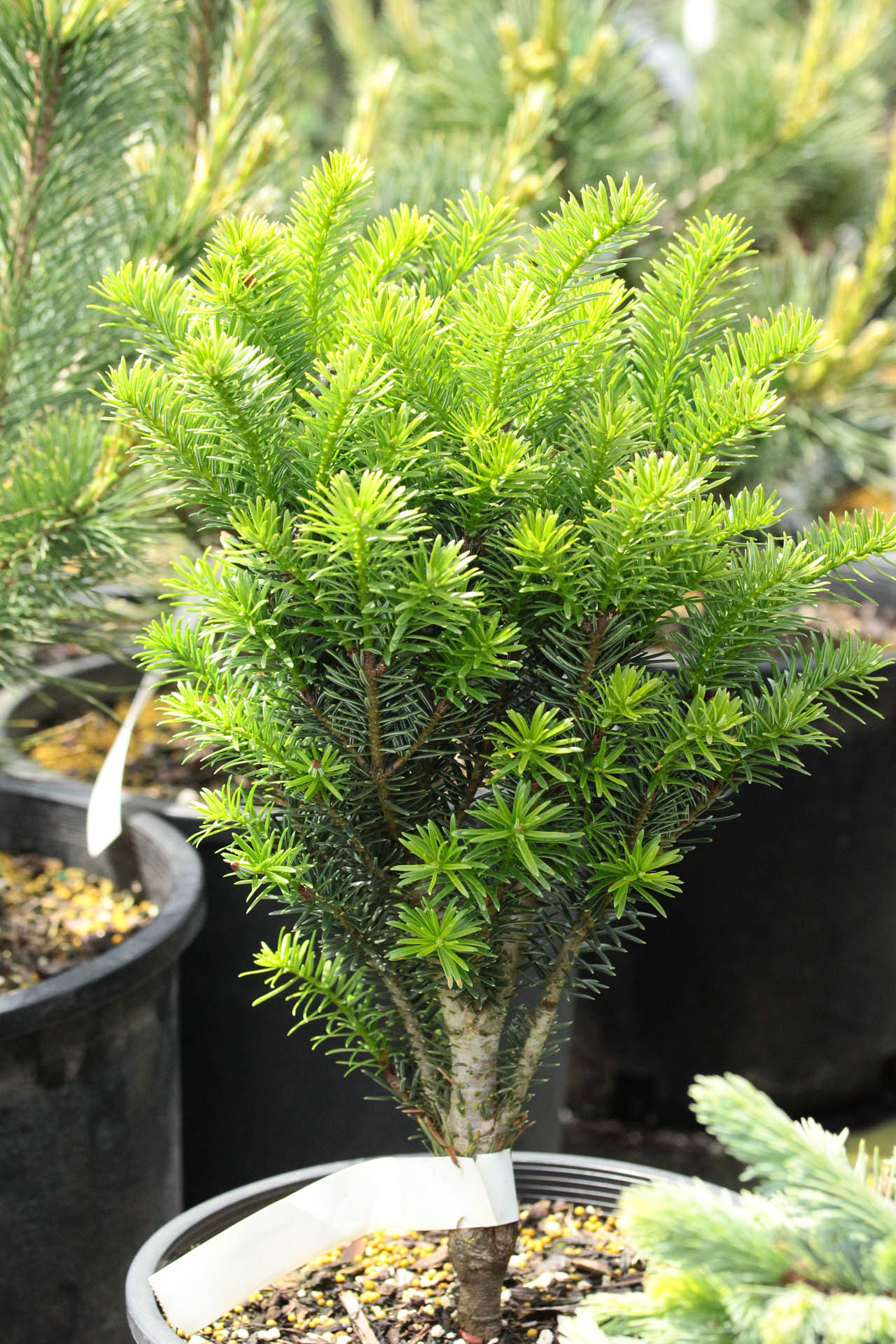Abies nordmanniana 